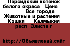 Персидский котенок белого окраса › Цена ­ 35 000 - Все города Животные и растения » Кошки   . Калмыкия респ.,Элиста г.